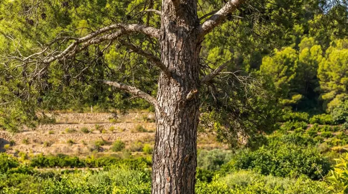 Alte Kiefer über den Terrassen des Naturfriedhofs in Spanien, im Hintergrund die mediterrane Landschaft